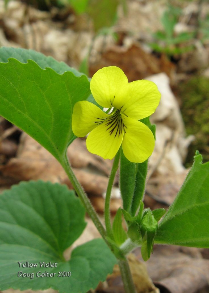 Naturepathway's tweet photo. **"Delicate artistryโthis close-up of a Yellow Violet showcases its vibrant yellow petals adorned with intricate dark veins, surrounded by rich green leaves, celebrating the understated elegance of wildflowers. ๐ผ๐ #YellowViolet #NatureDetails #FloralBeauty"**
The intricate veining and vibrant colors make this flower a stunning example of nature's charm.