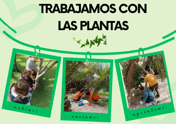 Los alumnos de 3º se convirtieron en botánicos por un día: observaron, identificaron y midieron plantas del patio del cole. Aprendizaje al aire libre, ciencia vivencial y mucha curiosidad en acción. ¡Así da gusto aprender! 🌱
<a href="/PuertadeSancho/">CEIP Puerta deSancho</a>