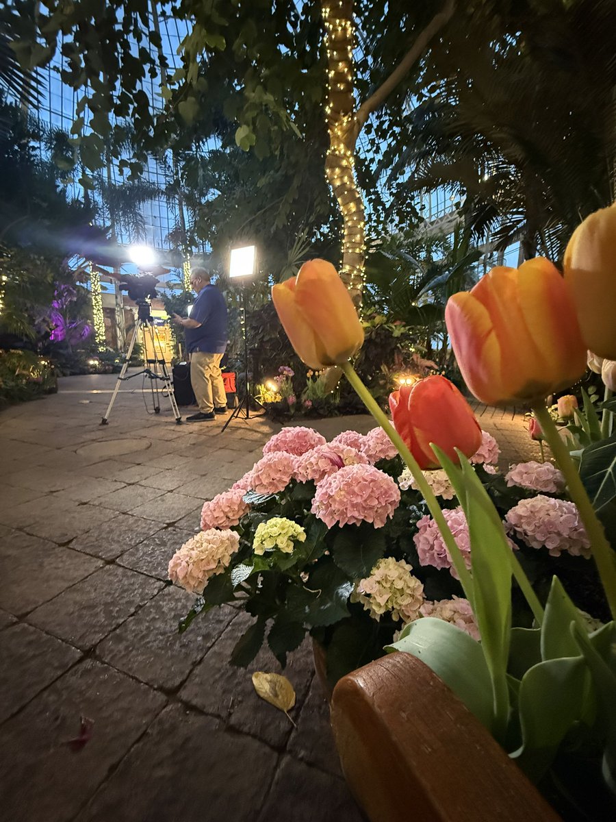 Hope_Winter's tweet image. Spring is in full bloom at the @BuffaloGardens!
This morning on @news4buffalo we’re talking about their Spring Exhibit that opens today.