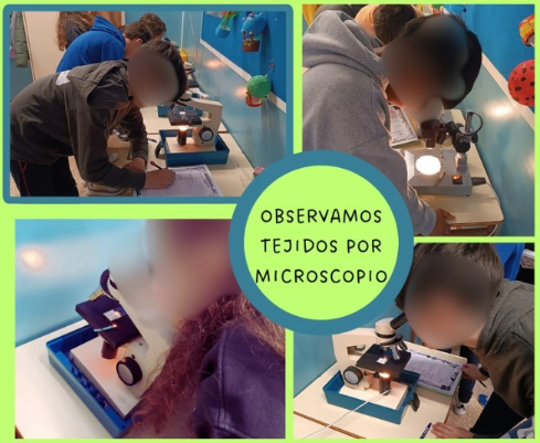 En 5º de Primaria nos hemos adentrado en el mundo celular con microscopio en mano. Observamos tejidos vegetales y animales, analizamos muestras y sacamos conclusiones como verdaderos científicos. ¡Aprender  nunca fue tan emocionante! <a href="/PuertadeSancho/">CEIP Puerta deSancho</a>