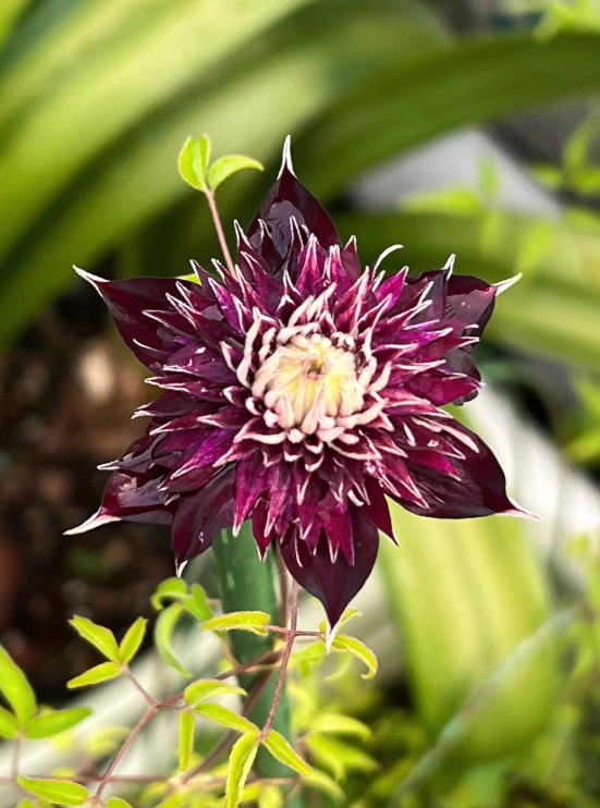 SY_RoseNguyen's tweet photo. #Clematis #Shishimaru โ the beauty that keeps me captivated and unable to look away.
#Flowerholic #Flower #gardening #NatureBeauty #flowers https://t.co/LnuXnJrpXh