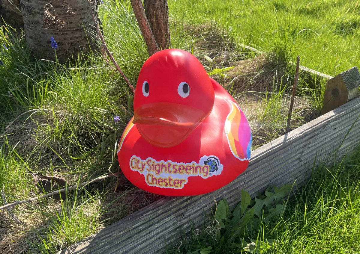 Chester Bus Tour (@citysschester) on Twitter photo 🦆🚍 Join us at The Groves tomorrow for the 2025 Chester Duck Race with our very own Stagecoach Duck! Also the return of our Chester City Sightseeing Bus!
Don’t miss out-find out more here 👉 stge.co/3Ycv4jQ
<a href="/VisitCheshire/">Visit Cheshire</a> <a href="/Go_CheshireWest/">Cheshire West</a> <a href="/TheCountessNHS/">Countess of Chester Hospital NHS Foundation Trust</a> 🦆🚍 Join us at The Groves tomorrow for the 2025 Chester Duck Race with our very own Stagecoach Duck! Also the return of our Chester City Sightseeing Bus!
Don’t miss out-find out more here 👉 stge.co/3Ycv4jQ
<a href="/VisitCheshire/">Visit Cheshire</a> <a href="/Go_CheshireWest/">Cheshire West</a> <a href="/TheCountessNHS/">Countess of Chester Hospital NHS Foundation Trust</a>