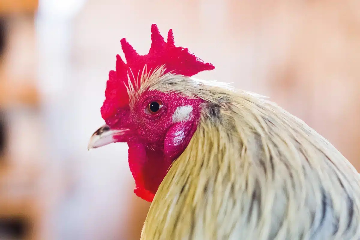 💊🇨🇦 La lutte contre l’ #antibiorésistance passe aussi par les élevages
Au Canada, les animaux de ferme (22 x + nombreux que les êtres humains) consomment plus de 80 % des #antibiotiques 

ow.ly/tENc50VurvG