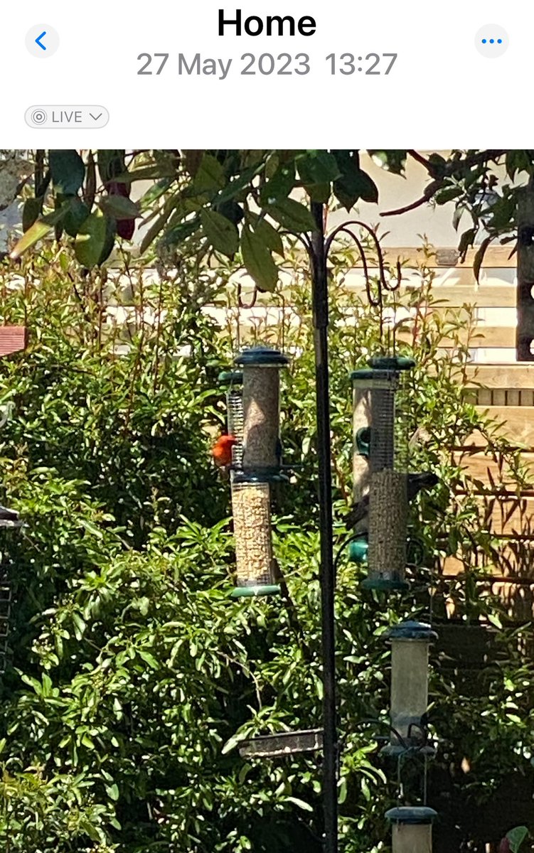 HilesAndy's tweet photo. @TonyJohnstone56 Had one in my garden in Chester, England 2 years ago too https://t.co/ZXCIjf2DCk