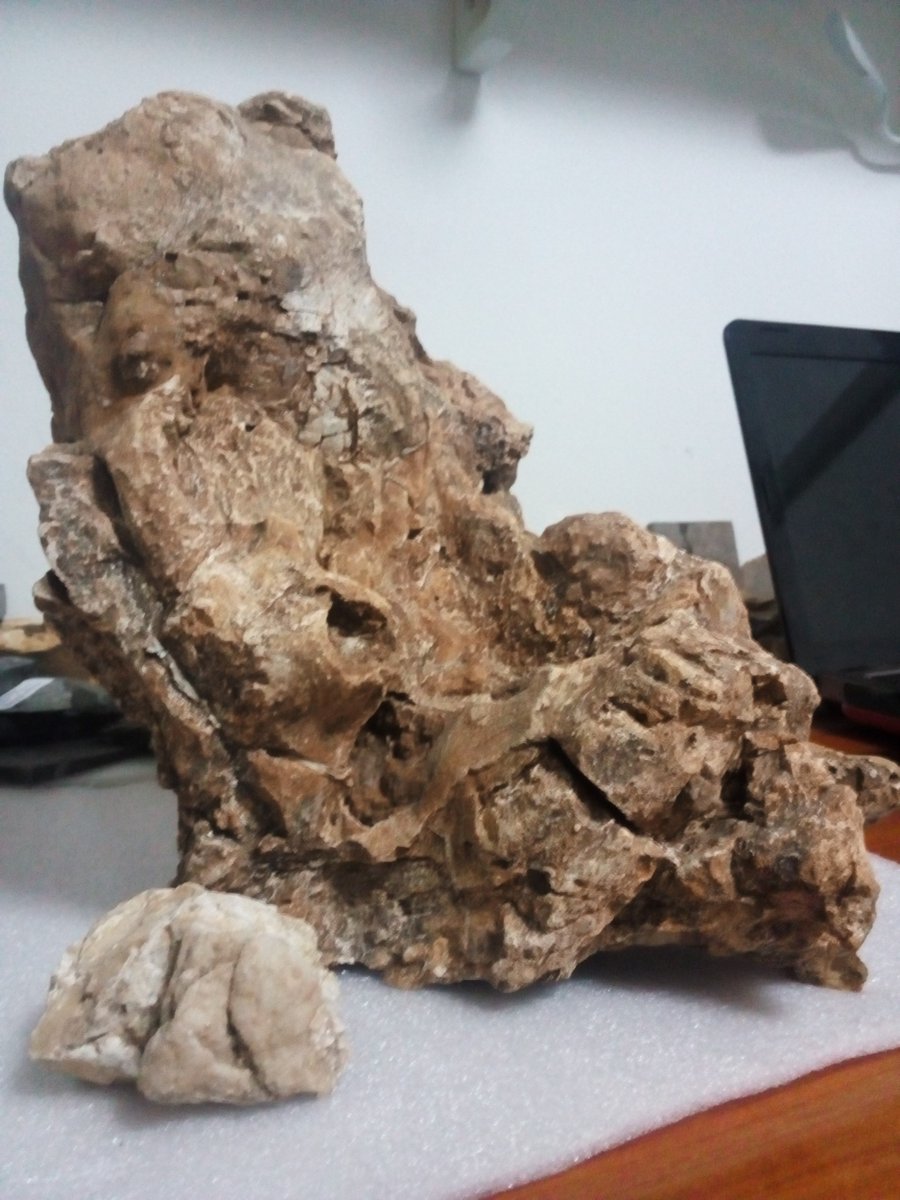 Specimen GCE1904051929. A partially mummified juvenile ceratopsid skull discovered from Arizona.
Read more: petrifiedembryology.wordpress.com/petrified-embr…
Download: smashwords.com/books/view/173…