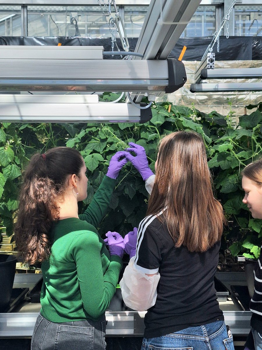 DrPChronicles's tweet image. This week, we had the privilege of hosting 10th graders for Girls' Day. We had a lot of fun talking to them about plant genomics, and working with African plants and scientists.
They had a lot of fun getting a feel and taste of our horned melon, and asking insightful questions!