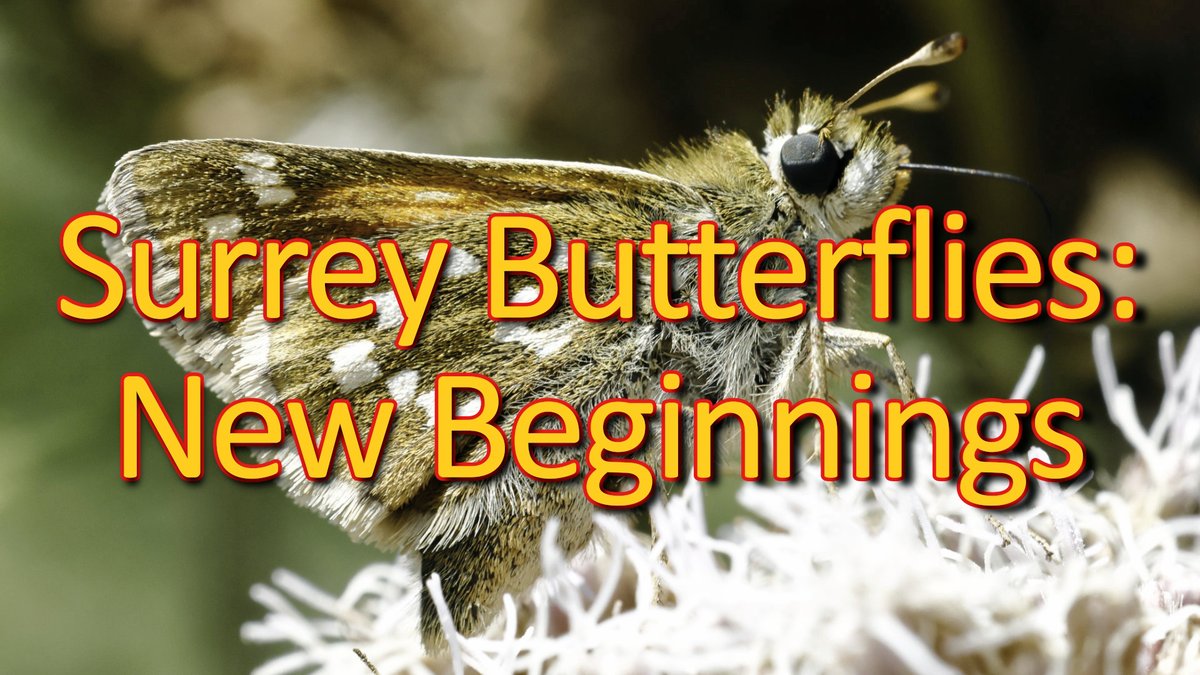 FREE ZOOM TALK
Tuesday, Apr 8, 7pm
Final talk of the season from Butterfly Conservation Surrey &amp; SW London Branch:
Surrey Butterflies - New Beginnings
Ken Elsom &amp; Bill Downey describe our new approach to butterfly recording:
butterfly-conservation.org/.../surrey.../…