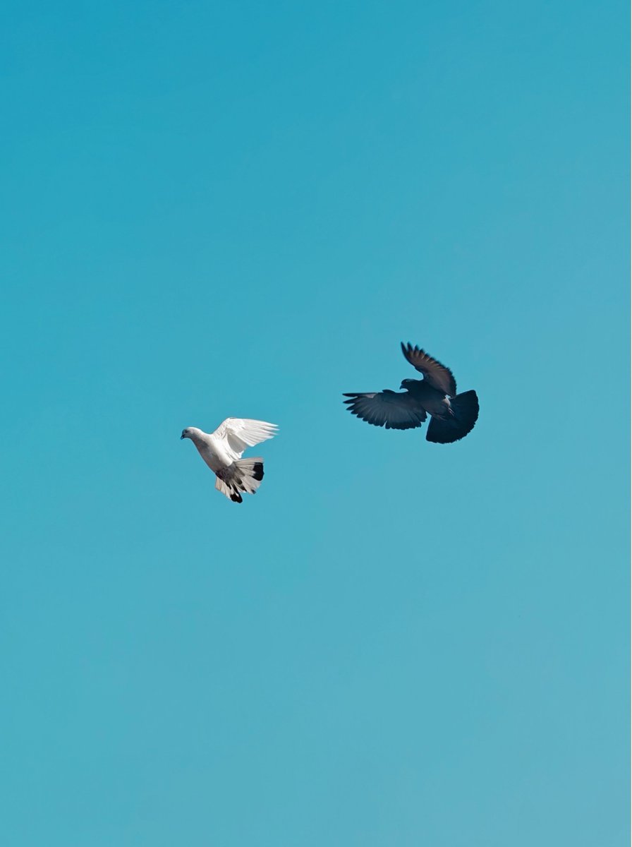 VinayKu64450906's tweet photo. The art of flight is captured in perfect harmony, where every frame reveals the beauty of movement in the sky. 

Shot on #OPPOFondN3 powered by @Snapdragon.

#SnapdragonInMotion
#ShotOnSnapdragon #ShotonOPPO #ShotOnOPPOFindN3
#inspiringnature 
#freezingtime
#OPPOCommunity https://t.co/xt2bEnTNIR