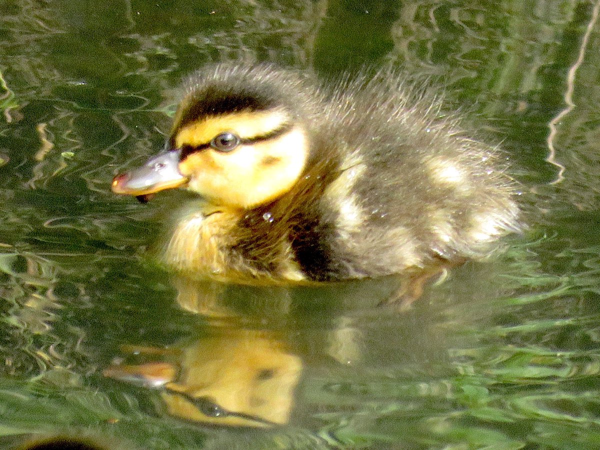 Duckling season is just around the corner! Your records of mallard broods can help researchers understand how many ducklings make it to adulthood and how this affects changes in population growth. Find out more and submit your sightings of ducklings here: citsci.org/projects/duckl…