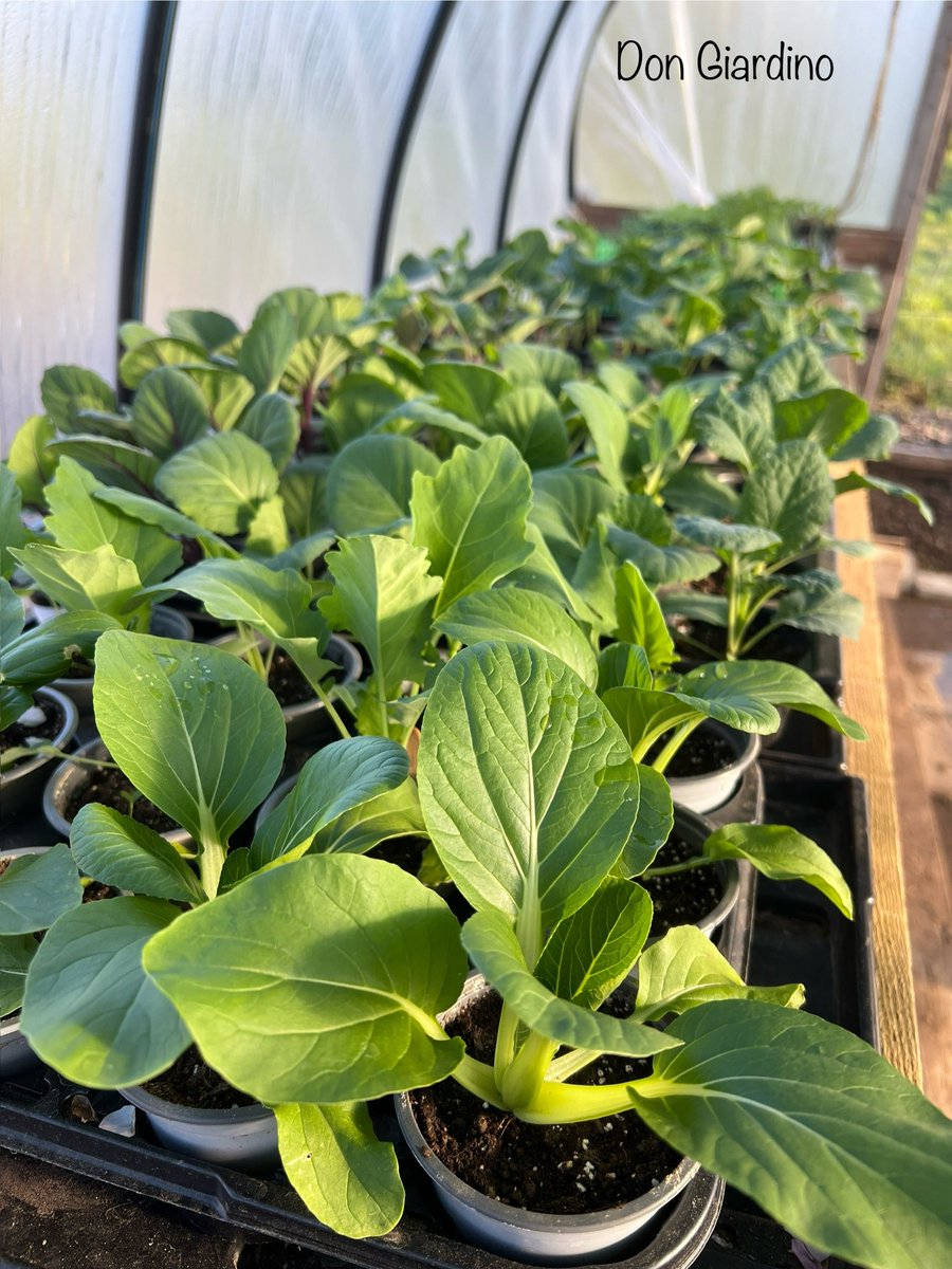 Selbstversorger tweet media