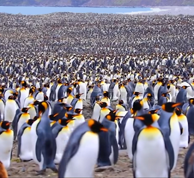 Hundreds of thousands of penguins turn out to protest Trump's tariffs..