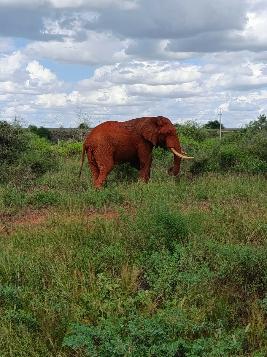 thedustyfellow's tweet image. Nature's beauty knows no bounds. From the soaring heights of Mount Kenya, to the sweeping savannahs, every step is a discovery."