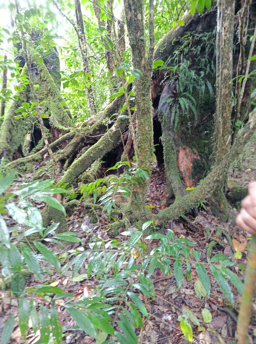 thedustyfellow's tweet image. Nature's beauty knows no bounds. From the soaring heights of Mount Kenya, to the sweeping savannahs, every step is a discovery."