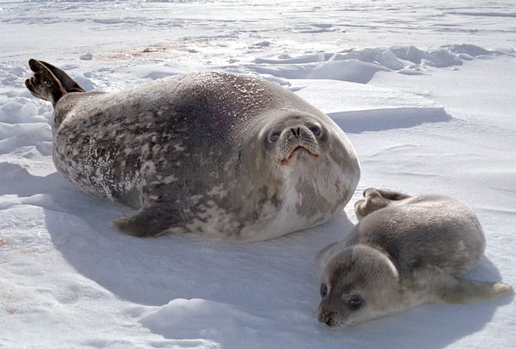 EXRagnarok's tweet photo. La Weddelll Seal es para mí la mejor foquita de todas. https://t.co/lEKxvh6DFa