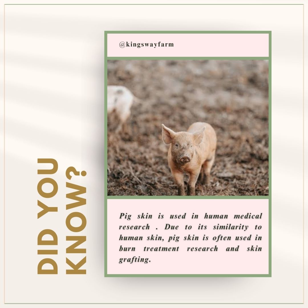 SUNDAY-MICHAEL🐷🐰🦮🐕🦺🐖🐐🦬🐂 (@landlordnxt77) on Twitter photo DO YOU KNOW?
PIG SKIN IS USED IN HUMAN MEDICAL RESEARCH. Due to its similarity to human skin, pig skin is often used in burn treatment research and skin grafting.
#Kingswayfarm DO YOU KNOW?
PIG SKIN IS USED IN HUMAN MEDICAL RESEARCH. Due to its similarity to human skin, pig skin is often used in burn treatment research and skin grafting.
#Kingswayfarm