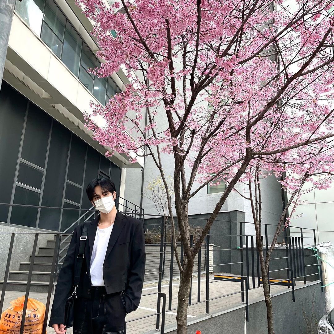 mogurimz's tweet image. serim with starship’s cherry blossoms 🌸