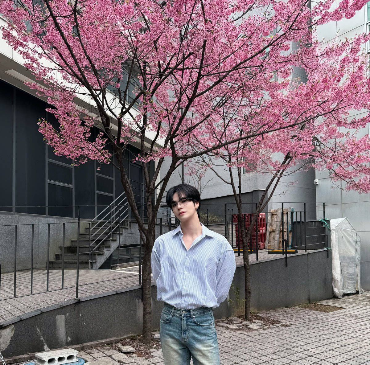 mogurimz's tweet image. serim with starship’s cherry blossoms 🌸
