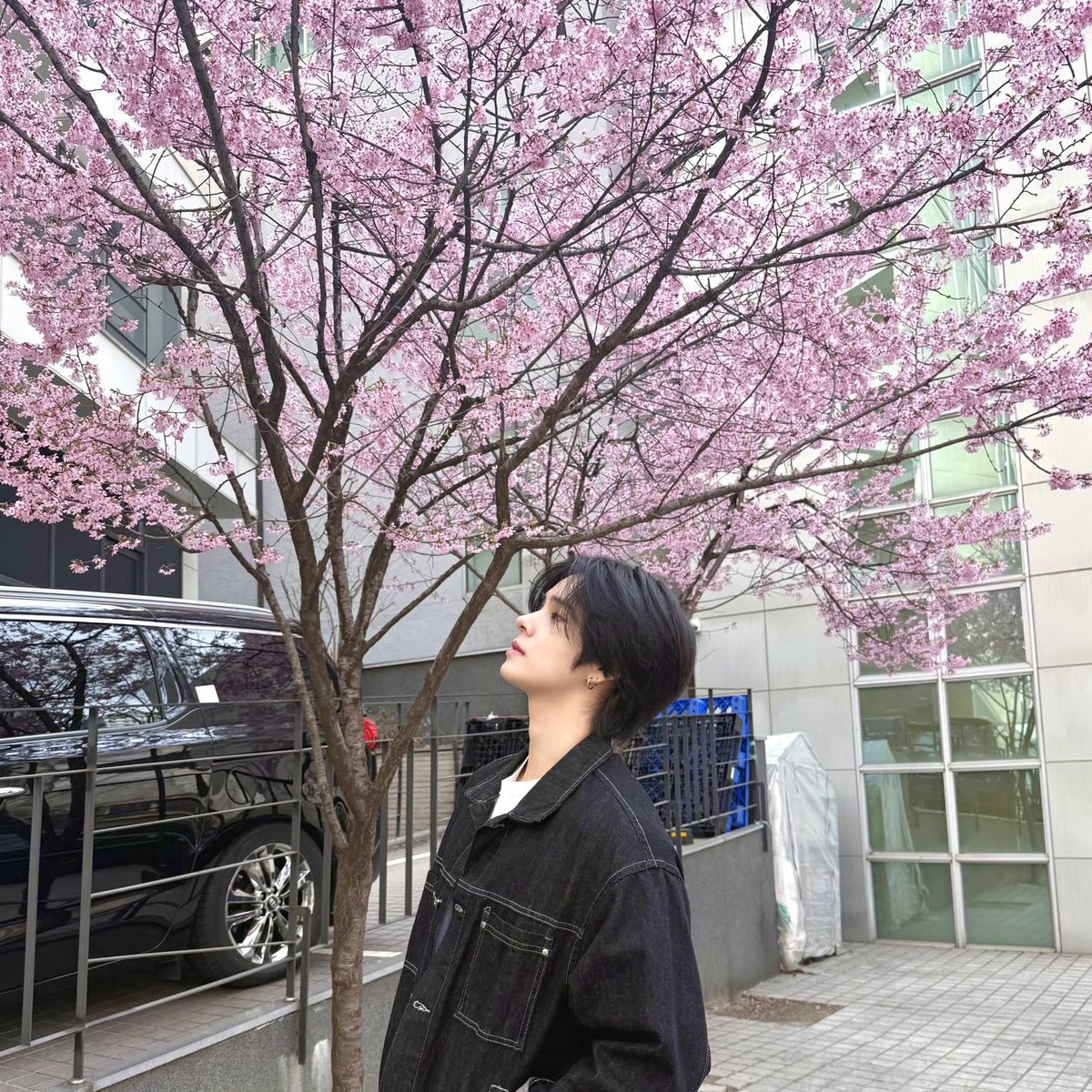 mogurimz's tweet image. serim with starship’s cherry blossoms 🌸