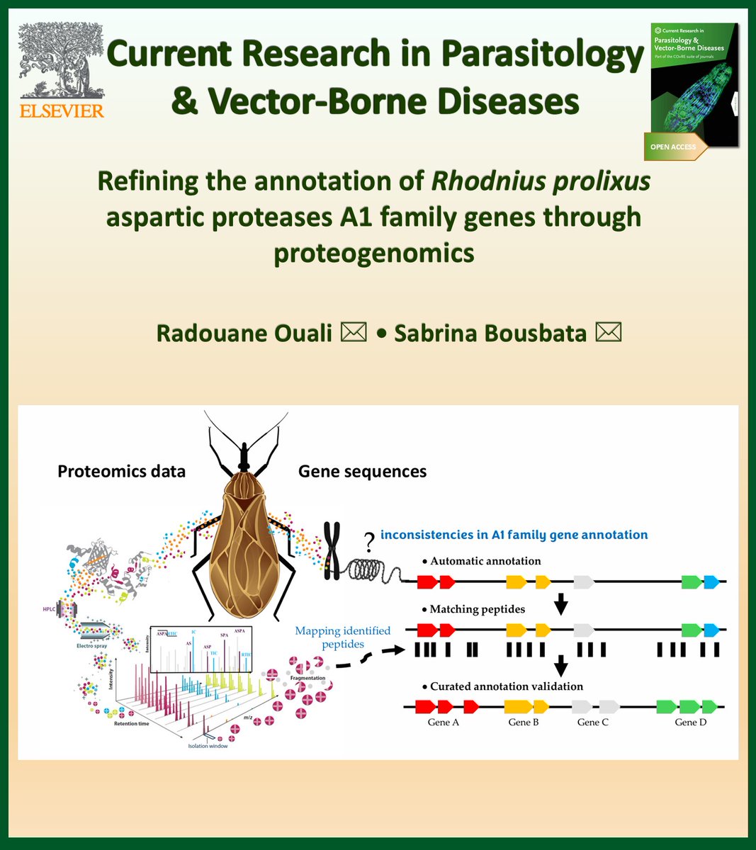 Aneta Kostadinova (@anetkostadinova) on Twitter photo NEW in Current Research in Parasitology & Vector-Borne Diseases @CRPVBD
#OpenAccess
▶️sciencedirect.com/science/articl…
<a href="/ULBruxelles/">Université libre de Bruxelles</a>
📌 Proteogenomics data were used to refine the annotation of Rhodnius prolixus aspartic proteases.
📌 Validated gene models revealed unannotated exons NEW in Current Research in Parasitology & Vector-Borne Diseases @CRPVBD
#OpenAccess
▶️sciencedirect.com/science/articl…
<a href="/ULBruxelles/">Université libre de Bruxelles</a>
📌 Proteogenomics data were used to refine the annotation of Rhodnius prolixus aspartic proteases.
📌 Validated gene models revealed unannotated exons