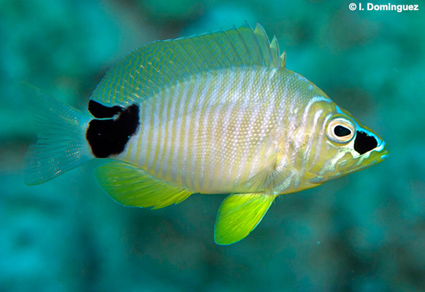 Hypoplectrus espinosai sp. nov. (#Teleostei: Serranidae), a new hamlet on coral reefs in the southwestern Gulf of #Mexico
doi.org/10.11646/zoota…
#taxonomy