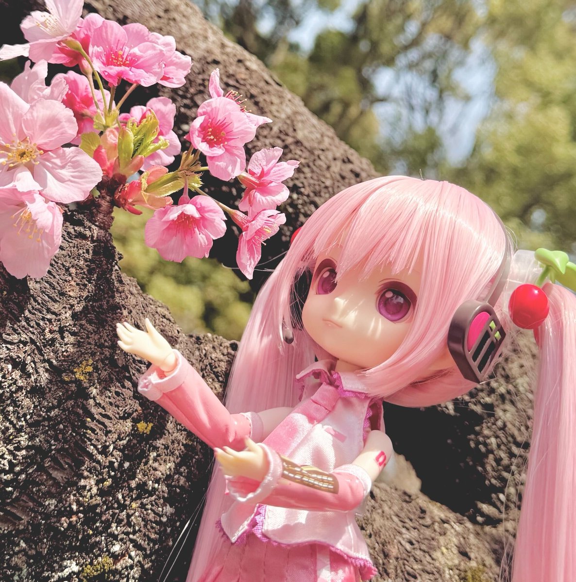 Harmonia Harmonia humming 桜ミク ハルモニア 未開封 humming 初音