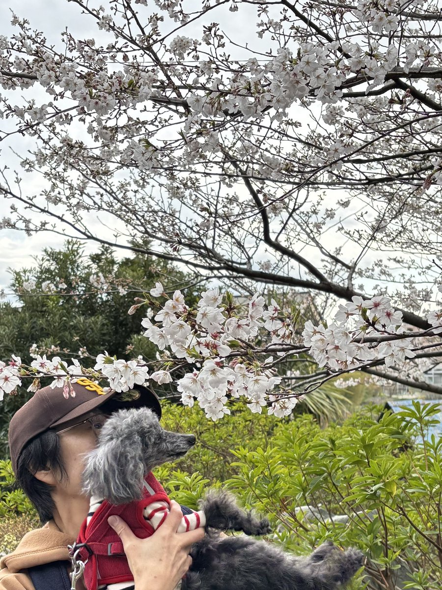 花見できました！
#秘密結社老犬倶楽部