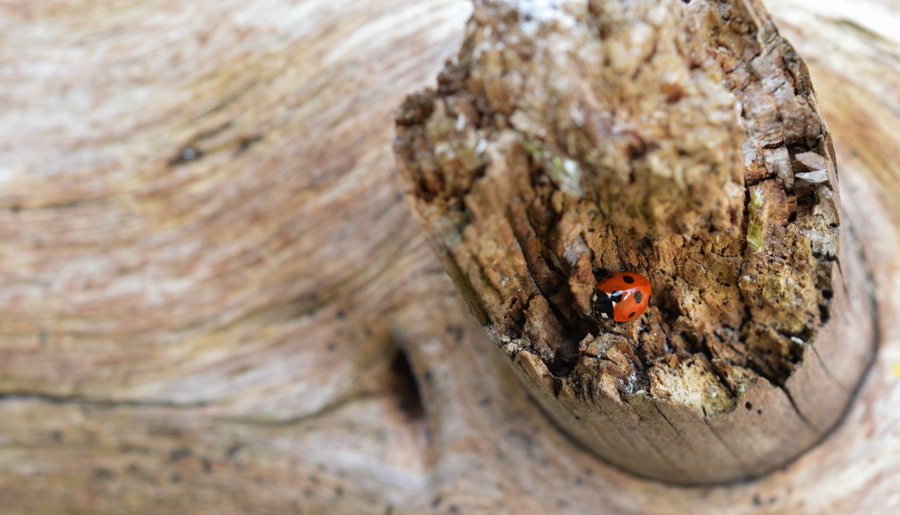1040 Ladybird records have been validated across the first 3 months of this year. 

This is a phenomenal recorder effort, with the regular data for March and inconspicuous species records for Q1 all ready for loading to Biodiversity Maps. 

#LadybirdAtlas2025