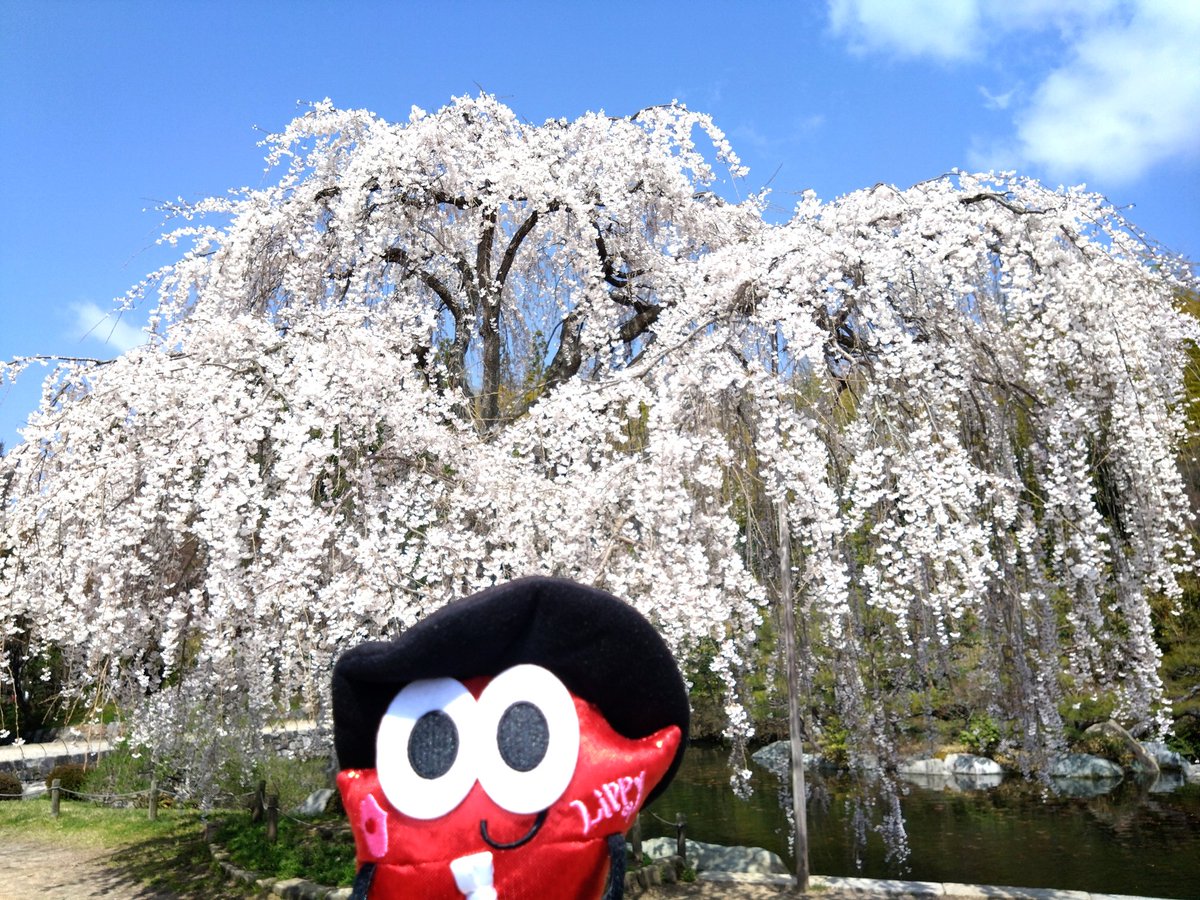 nissy____laaand's tweet photo. 🌸全国からNissyへ春をお届け📣🌸

#Nissy_Re10th 全力で完走したNissyへ全国から桜のプレゼント🎁

広島の桜🌸三景園

#Nissy_Re10th最高の到達点をありがとう
#Nissyに私達から春のお知らせ
#各地の桜
#NissyへLippy_Rujju_桜

@NissyStaff https://t.co/IPgCkzPyAz