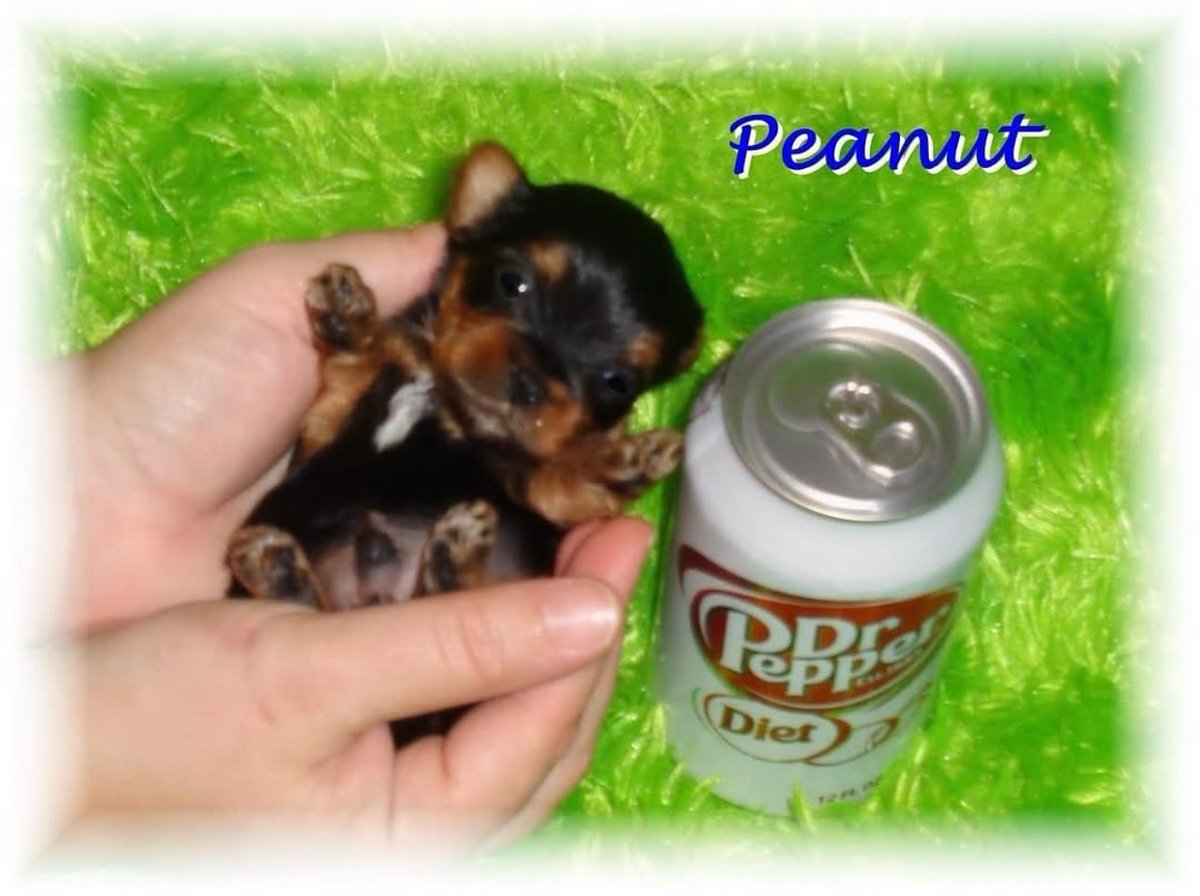 fluffypoofer (@fluffypoofa) on Twitter photo 