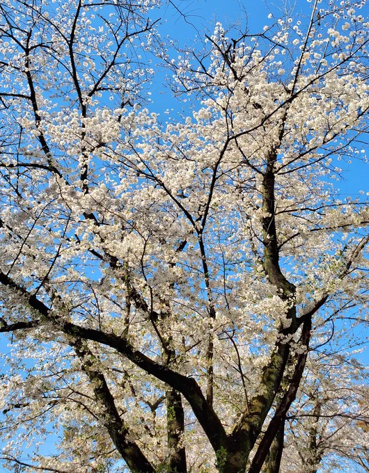 桜きれいだな～ 