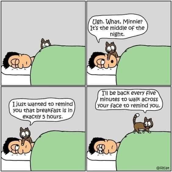 Oreo 😂😹 
#CatsOfTwitter #CatsLover #CatsAreFamily #funny