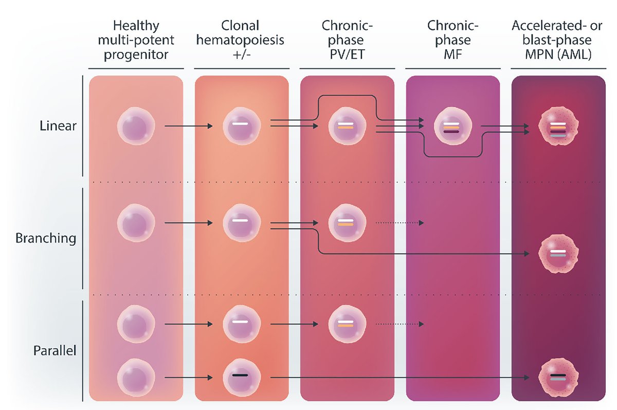 A review on myeloproliferative neoplasms: definition of high molecular risk and impact of concomitant mutations and clonal evolution on clinical management.
haematologica.org/article/view/1…