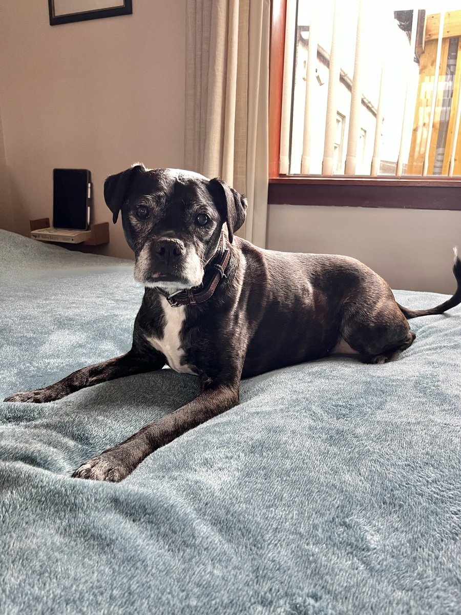 orlafer's tweet image. Remembering this sweet girl, a year over the rainbow 🌈 bridge, our baby girl Rose 💘