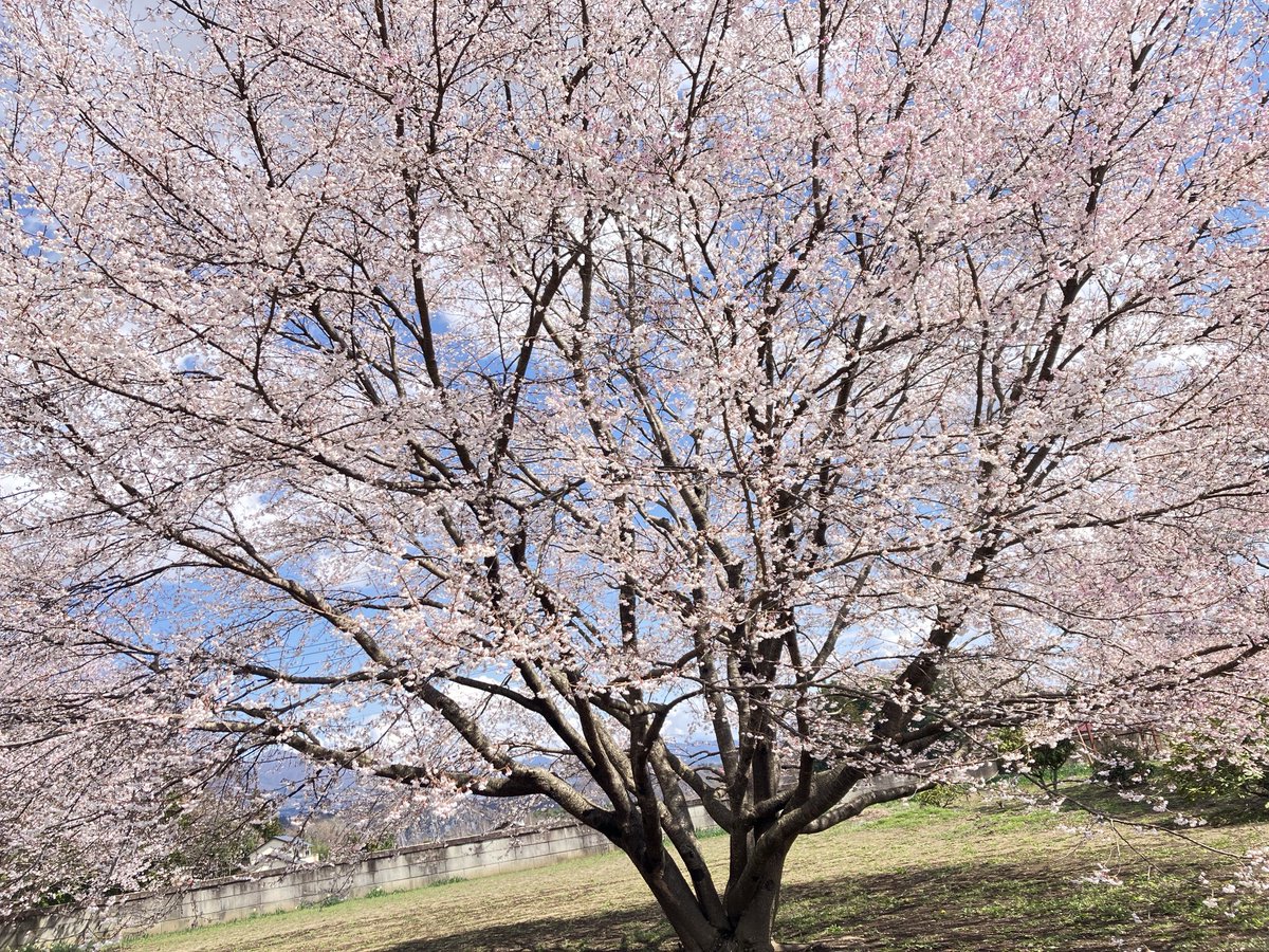 spicy_peppar's tweet photo. 「倭（やまと）は　国の真秀（まほ）ろば　たたなづく　青垣（あをかき）　山籠（やまごも）れる　倭し麗（うるは）し」 https://t.co/K8dVpteado