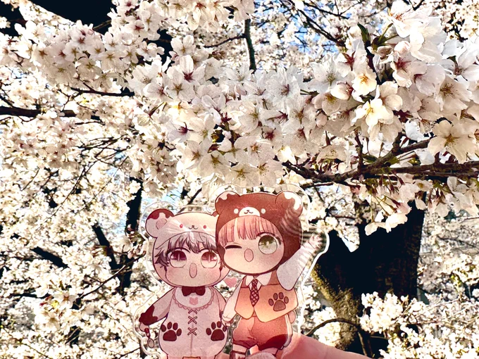 桜が綺麗ー 