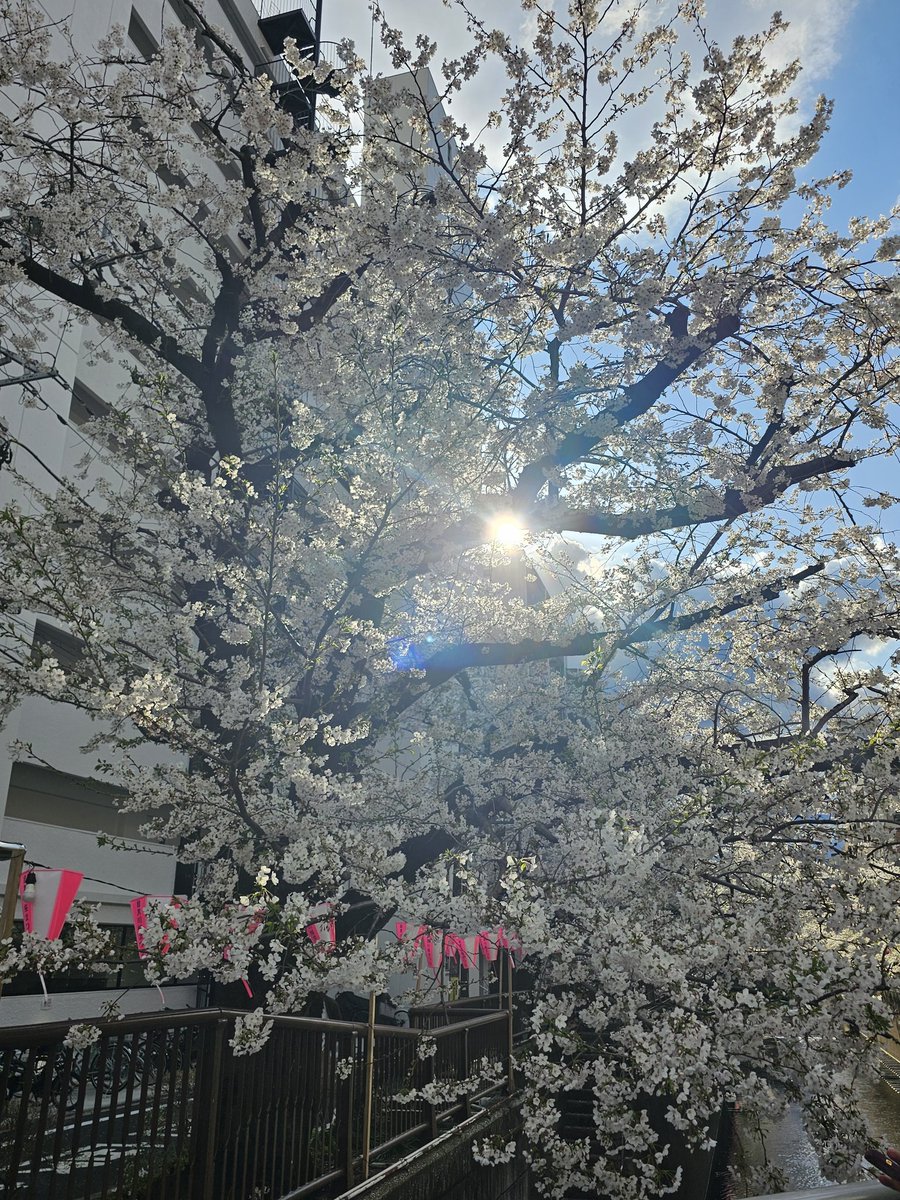 uYEIhRqVxalOehl's tweet photo. 今日は気心の知れた推し友さんたちと聖地巡りをしながらわちゃわちゃと過ごしてました
カフェの真ん前が目黒川沿いで満開の桜にも遭遇してラッキー🌸
#RiversideClub
#朝日新聞本社 https://t.co/YJ9holKOou