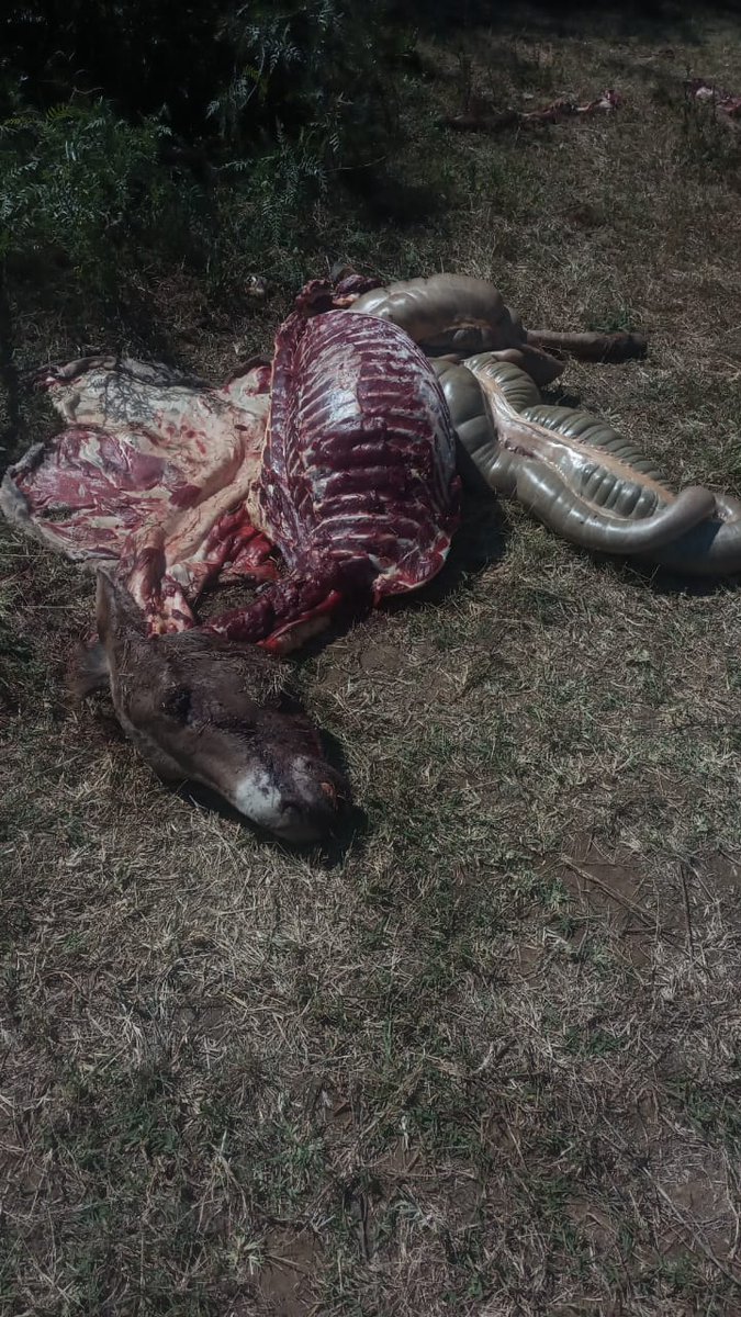 Just__Irene's tweet photo. Say that again 🤧
@ledamalekina @TheBrookeEA put an end to this illegal horror #StopFoodFraud #meatsafety https://t.co/IoCObyZGKg