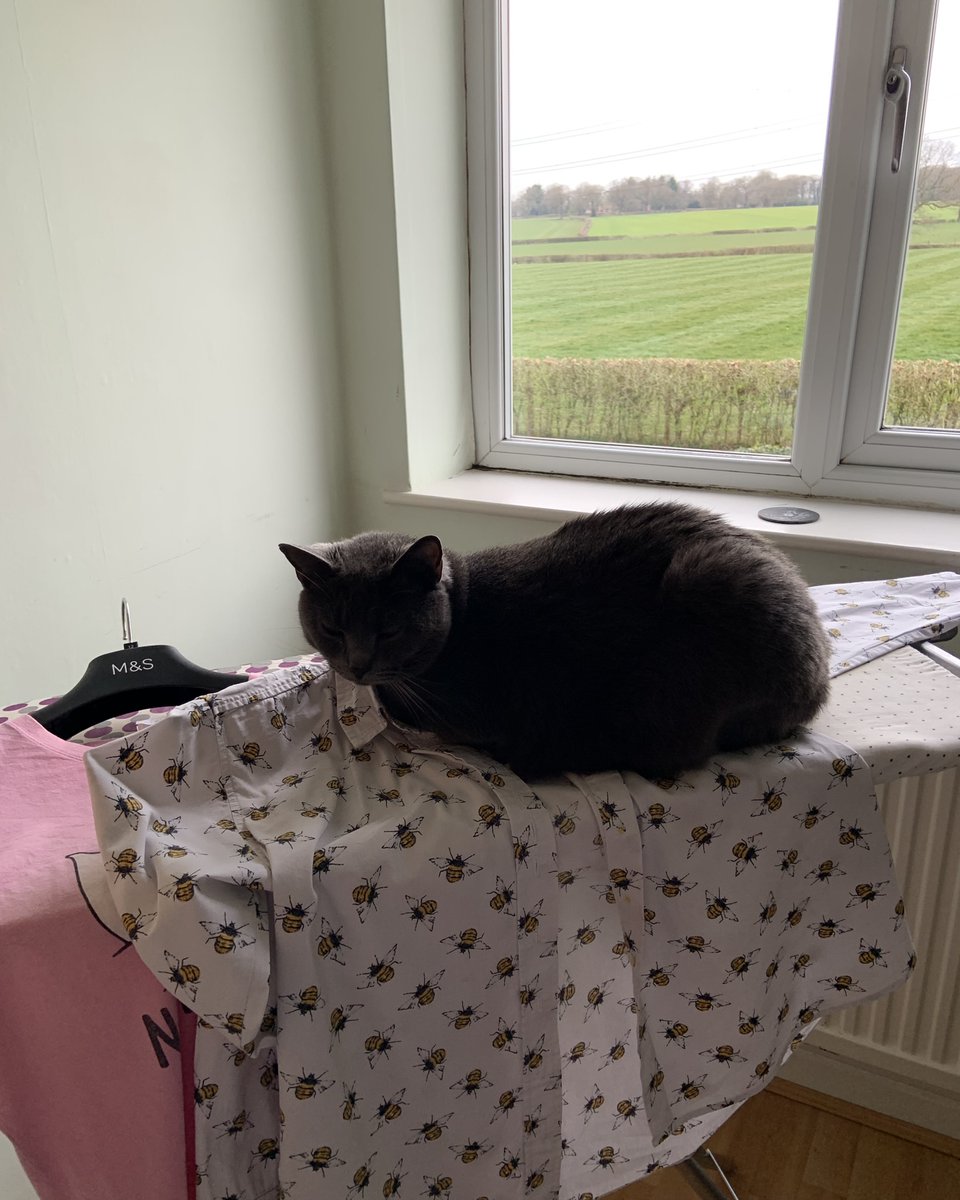 TheReverendVet's tweet photo. Look who's on the ironing board this morning!
A pity she wouldn't do some ironing though π
#Caturday #RevVet #TheReverendVet https://t.co/AOU6HWEuNM