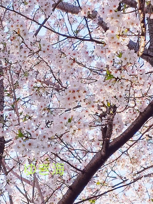 こんばんはー(^∇^*)ノ゜・:*.*これが、無事ポスト出来れば、スマホもWiFi環境も大丈夫、な、はず?とにかく桜が綺麗でした今週もお疲れ様でした( ⑉• •⑉)꜆rpなど、ご支援ありがとうございます*·̩͙𓈒𓂂𓏸良い夜をね☆。.:*・゜ #TLを桜でいっぱいにしよう 