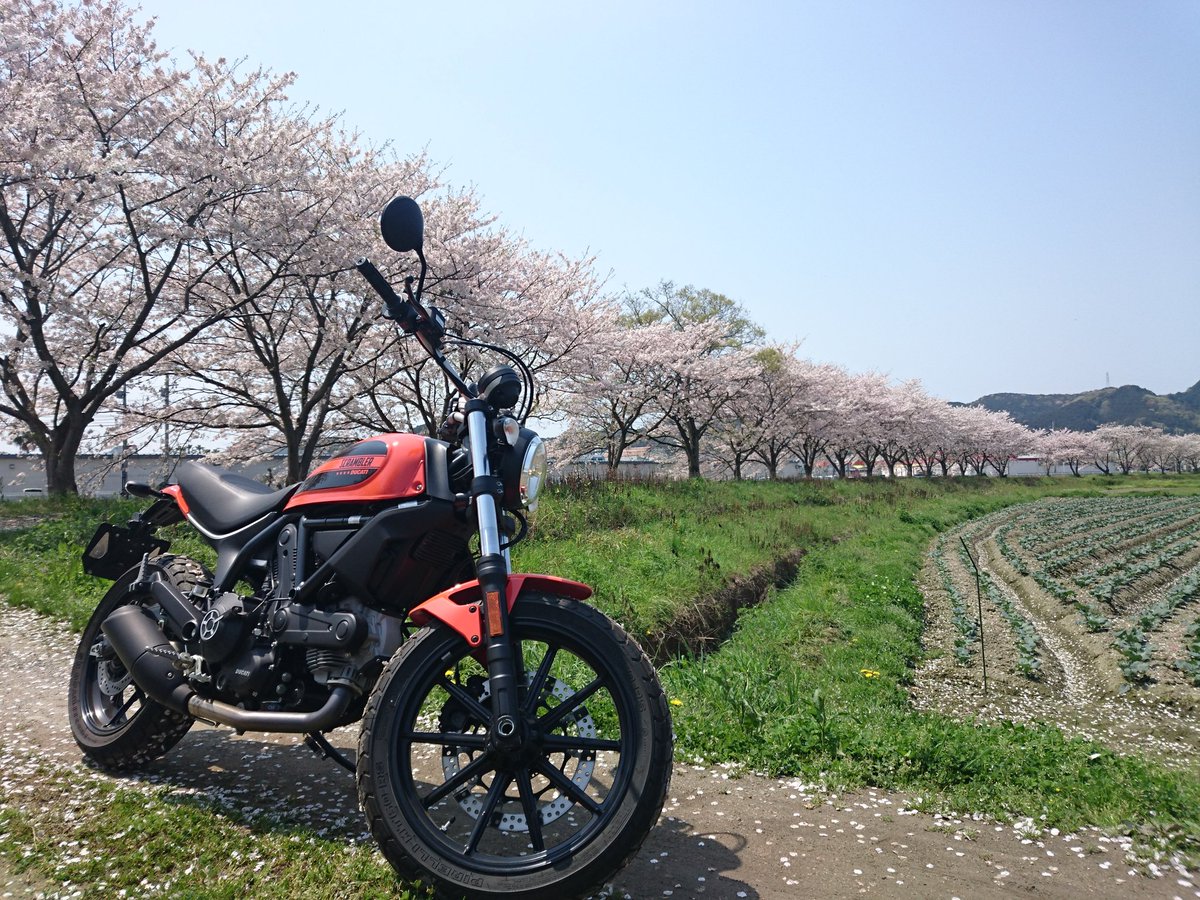 gb350sixty2's tweet photo. 桜が咲いてるぜ！

#scrambler #sixty2 #桜 #ducati https://t.co/ALvx1GOz82