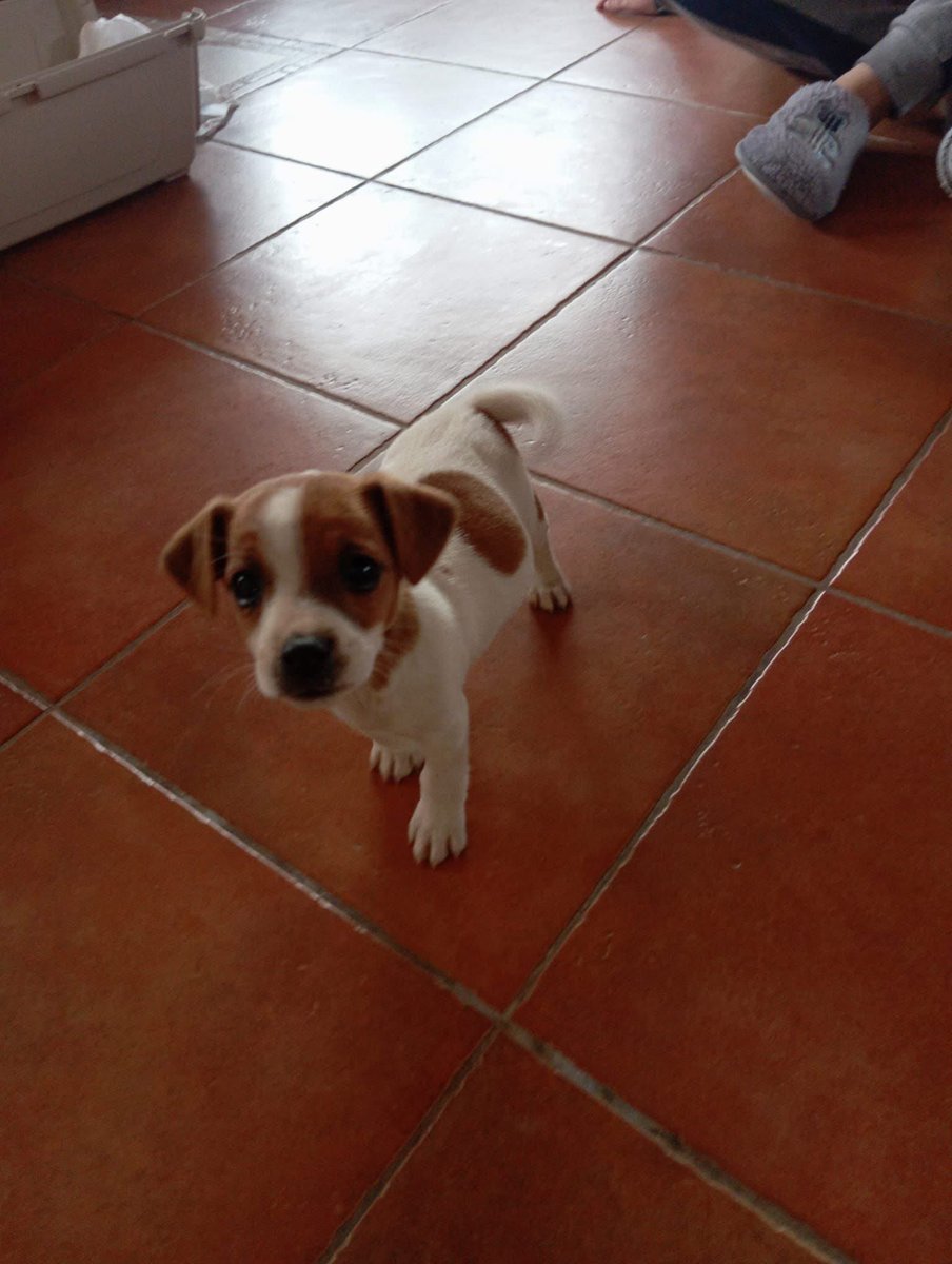 ohanarifugio's tweet photo. ❗️ SI È SMARRITA CLEO, CI CHIEDONO UNA MANO

Questa cucciola di Jack Russell è stata smarrita a Santa Margherita di Belice, in zona Cannitello.

Se qualcuno avesse sue notizie: +39 327 760 7352 https://t.co/dIrzwBibY1