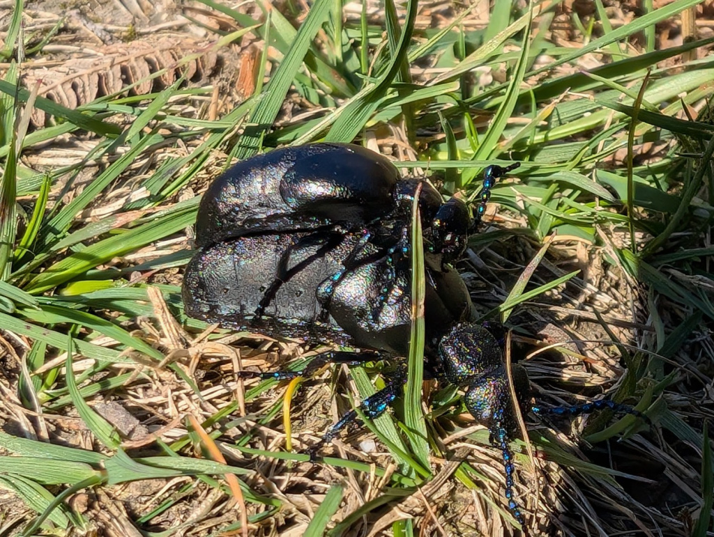 #recordoftheweek #cofnodyrwythnos is Meloe proscarabaeus the Black Oil-beetle found at Pen Anglas, Pembrokeshire by Clive Hurford 📸. Thank you for sharing your records and photos.
#oilbeetle #buglife #wwbic #springwatch #spring #solitarybees