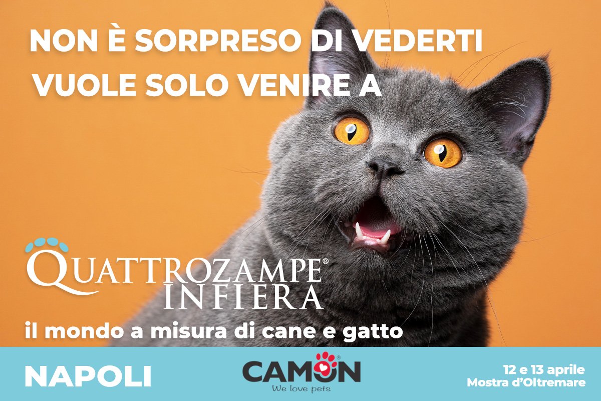 Il tour di Quattrozampeinfiera sbarca a Napoli, nelle giornate di sabato 12 e domenica 13 aprile, presso gli spazi della Mostra d’Oltremare.

E noi di Camon saremo presenti con un nostro spazio stand esclusivo: ti aspettiamo!

camon.it/news/camon-a-q…