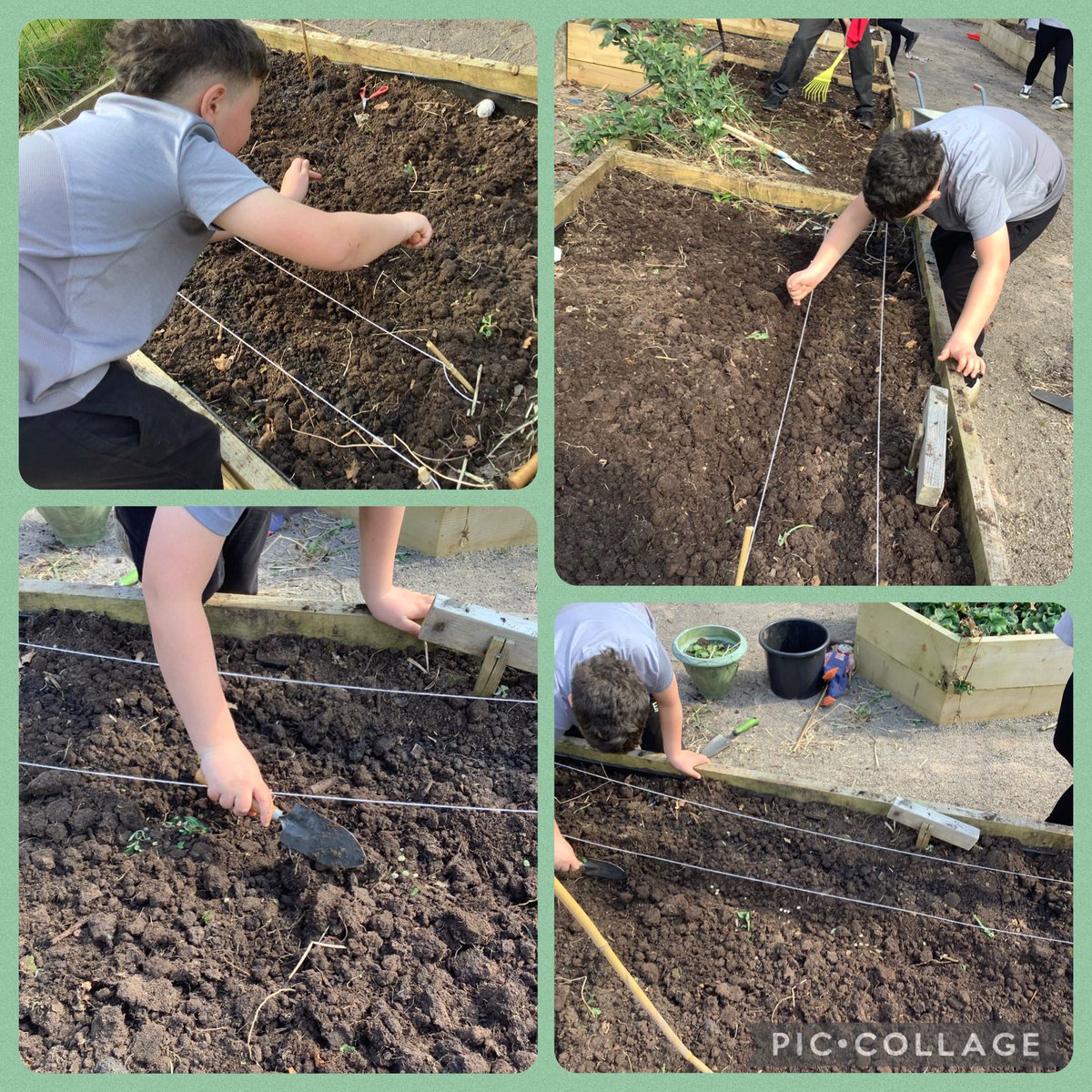 We have been busy preparing and planting in our class allotment.  We have already planted peas, runner beans and onions.  We cannot wait to harvest these ready to enjoy in our salads! <a href="/mrsccox95/">Mrs C Cox</a> <a href="/MrsSRoche95/">Mrs S Roche</a> <a href="/garntegprimary/">Garnteg Primary</a>