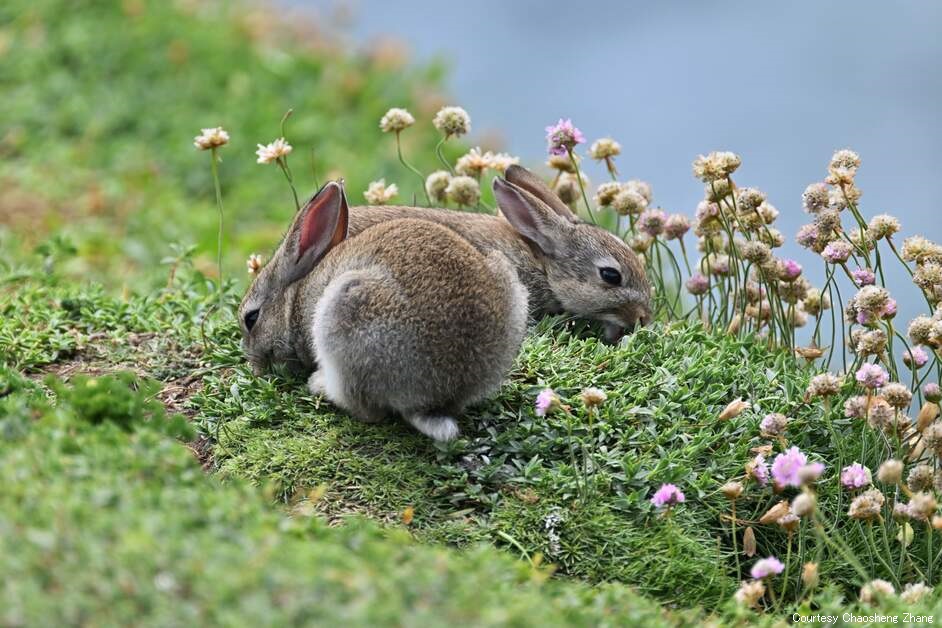 アイルランド島には、古代の城や目に鮮やかな緑の丘陵地帯があるだけではありません。野生動物の楽園でもあるのです✨

今回は、旅の途中で出会うかもしれない野生動物の一部をご紹介！みなさまはアイルランドで野生動物に出会ったことはありますか？