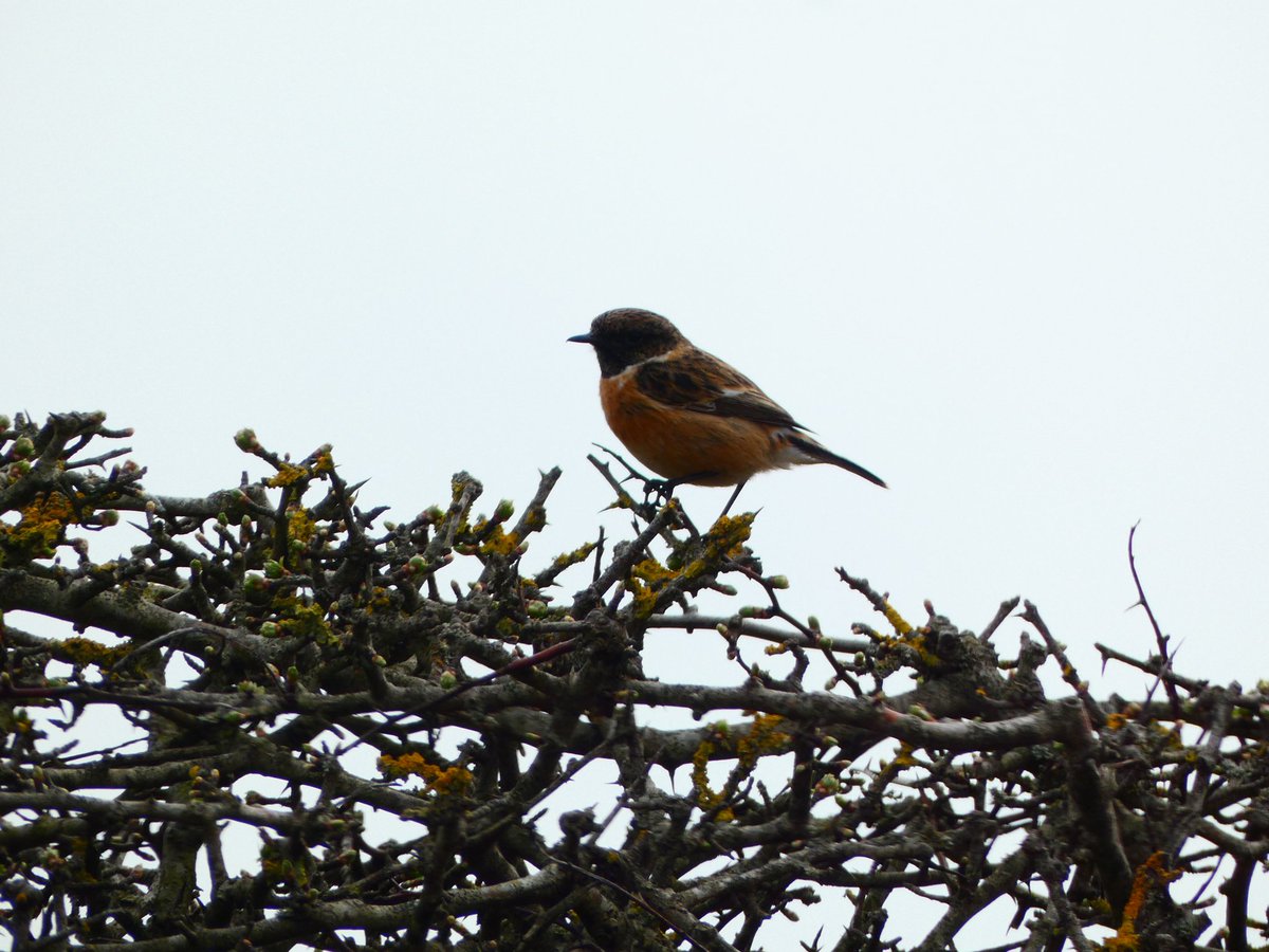 Gorgeous pair of wheatears down at the beach at Merthyr Mawr yesterday, along with skylarks, blackcaps, stonechats, chiffchaffs and sandmartins #BirdsOfTwitter #BirdsSeenIn2025