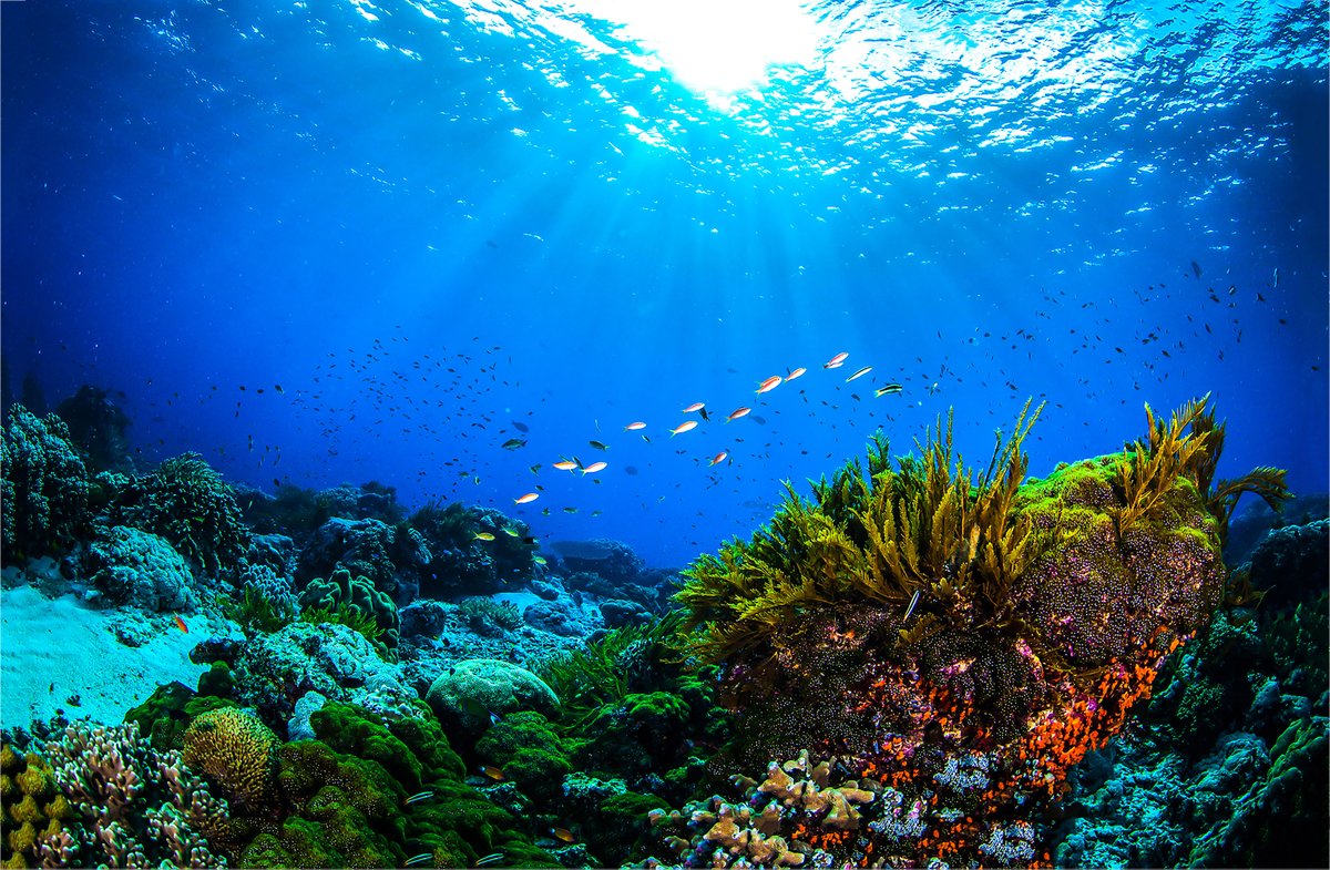 The Mirpuri Foundation has once again demonstrated its leadership in sustainability by participating in the World Ocean Summit’s Insight Hour, focused on building a global movement to restore coral reef ecosystems. 

Read more: mirpurifoundation.org/mirpuri-news/n… 

#MarineConservation