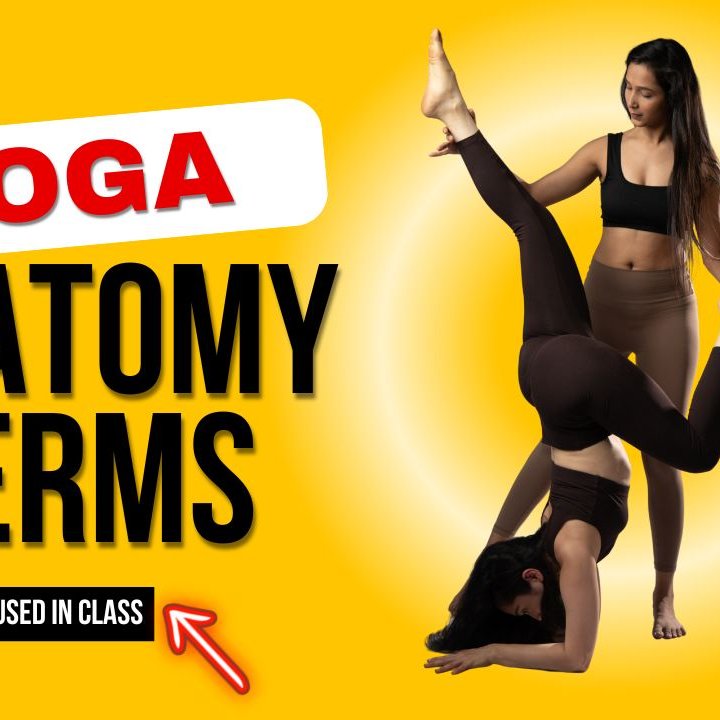 YogaEndless's tweet photo. https://t.co/pfKz0y7tMX

Dive into the anatomy terms used in your yoga classes https://t.co/oLD03bgKoD
