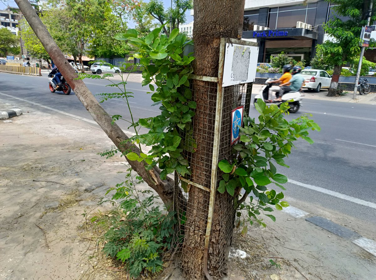 tissy1947's tweet photo. Moreover, many old tree guards are still standing around the trees. At Prithvi Raj Road, C-Scheme, Jaipur. 
These tree guards should be removed. So, These trees can grow healthy. #JMCG #JMC
@MuneshGurjarJPR
@RakheeRathore_ @Puneetkarnawat https://t.co/j5hHkiCFXo