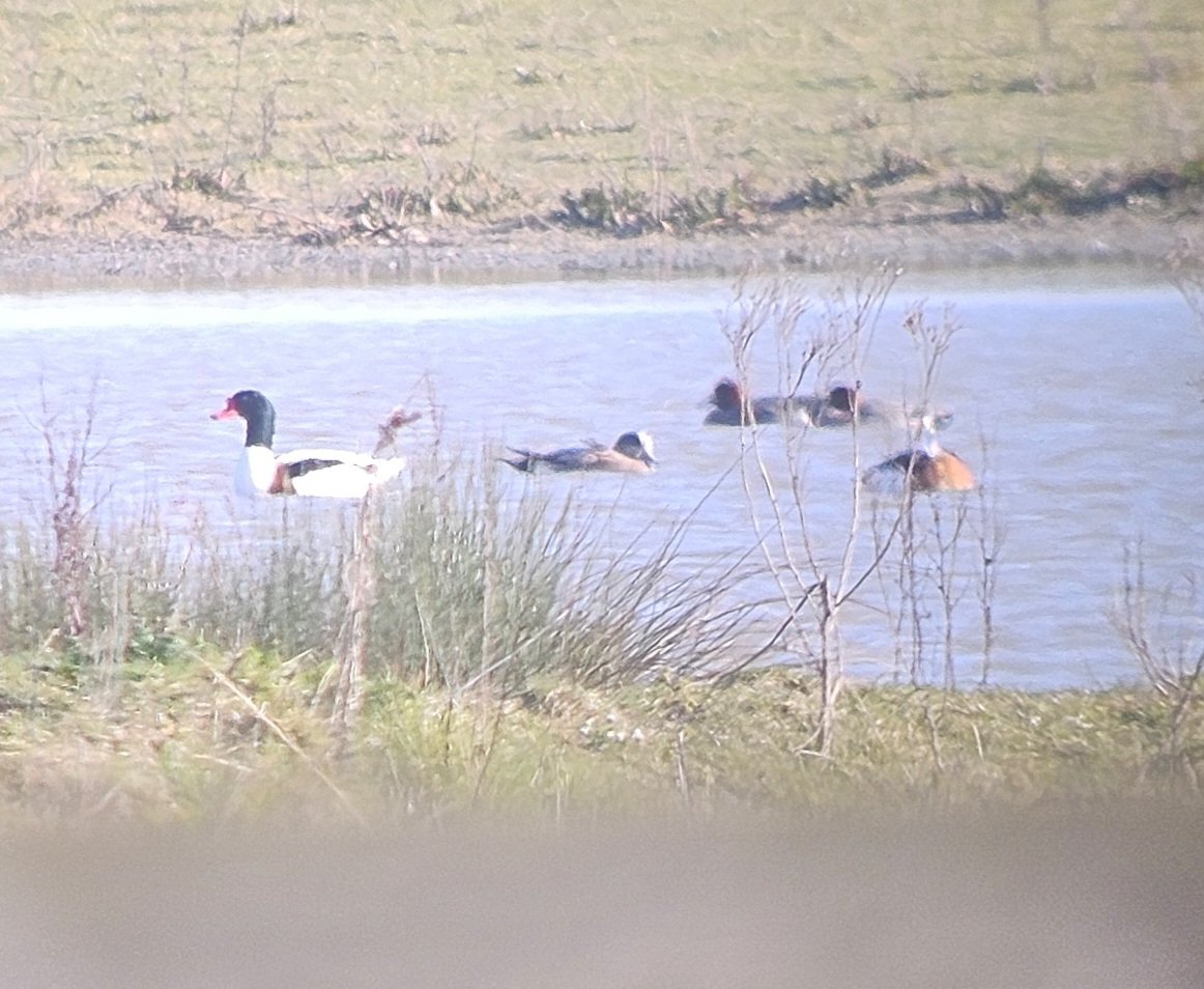 Just off patch, a male Anerican Wigeon at Newton Garth (between Paull and Hedon). Great find by <a href="/Herbington/">John Conlin-Hulme</a>.
Prize winning photos attached 🤪